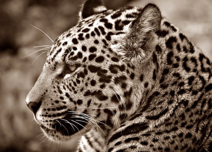Jaguar Spiritual Meaning
