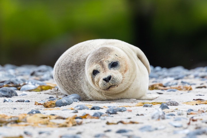 Seal Spiritual Meaning