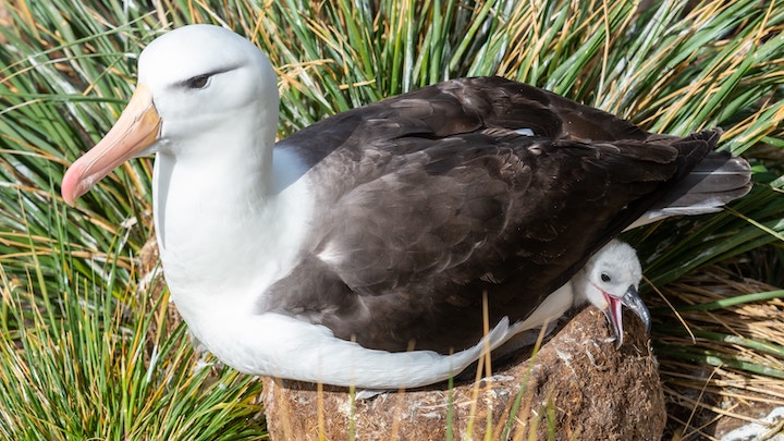 Albatross Spiritual Meaning