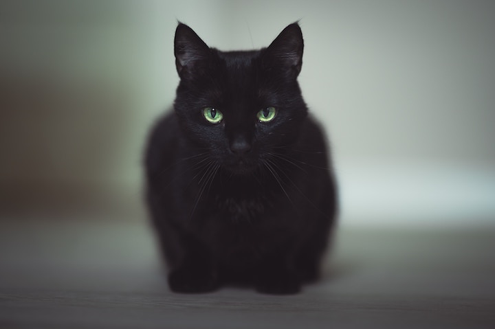 Black Cat Spiritual Meaning