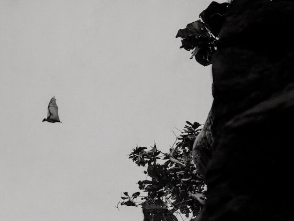 Dead Bat Meaning: The Silent Messenger of Spiritual Evolution