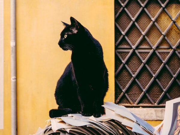 Black Cat Dream Meaning: Unraveling the Mystical Threads