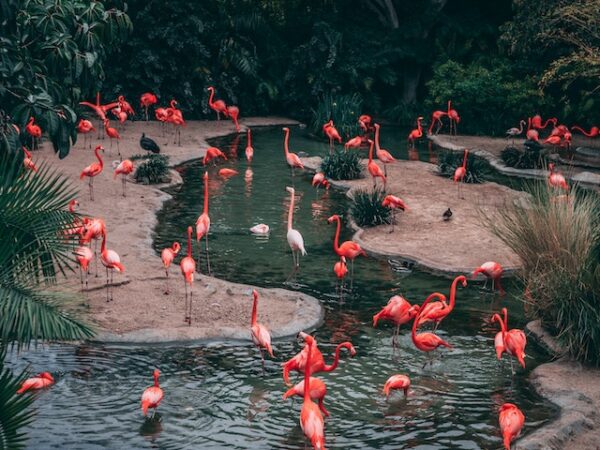 dead flamingo