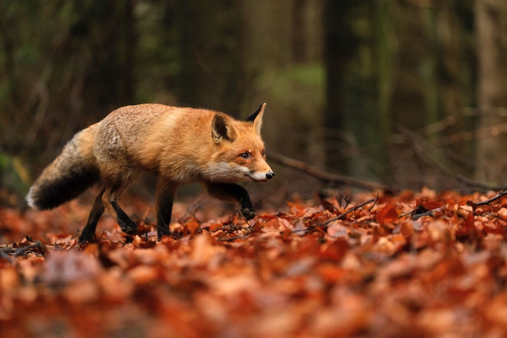 Dead Fox Spiritual Meaning