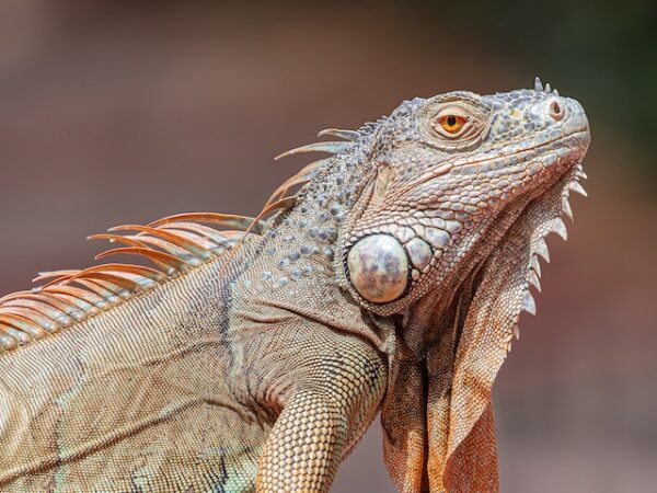 Iguana Spiritual Meaning: A Journey of Transformation