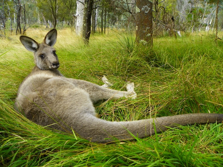 Dead Kangaroo