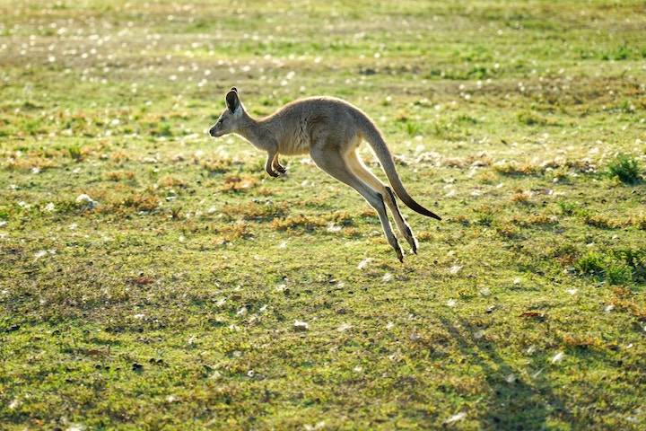 Kangaroo In Dreams