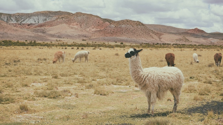 llama spiritual meaning