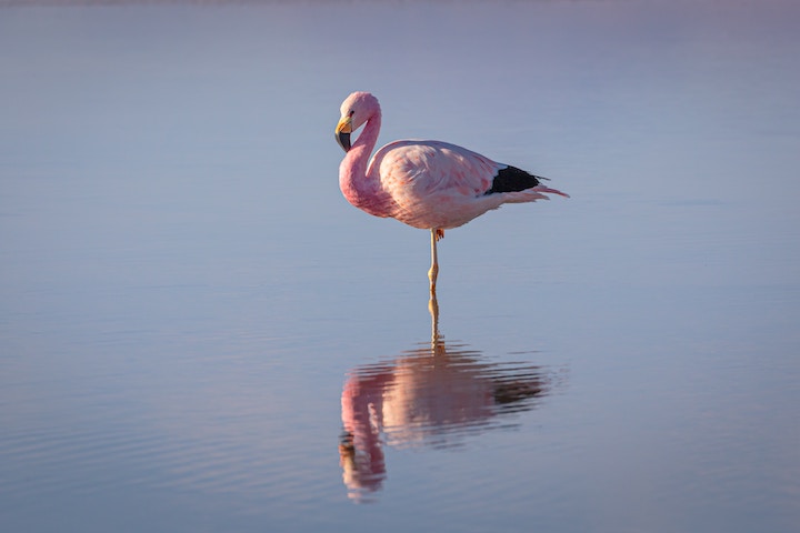 Flamingo In Dreams