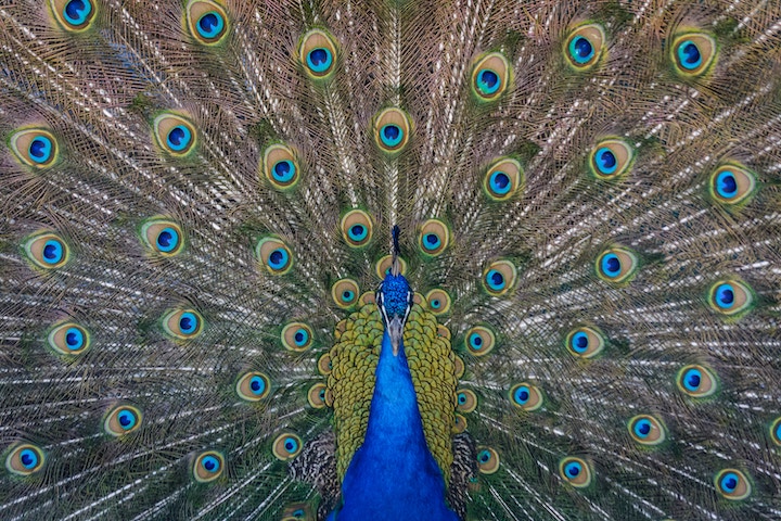 dead peacock