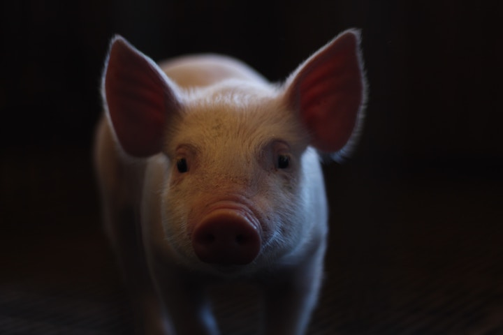 Pig Spiritual Meaning