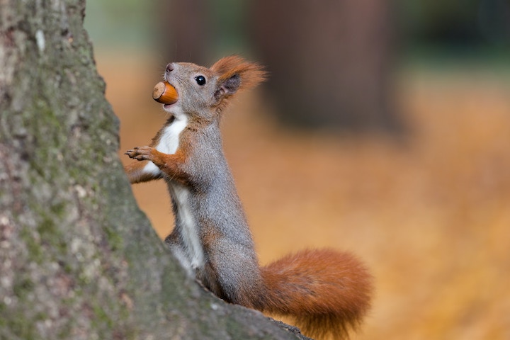 Squirrel Spiritual Meaning