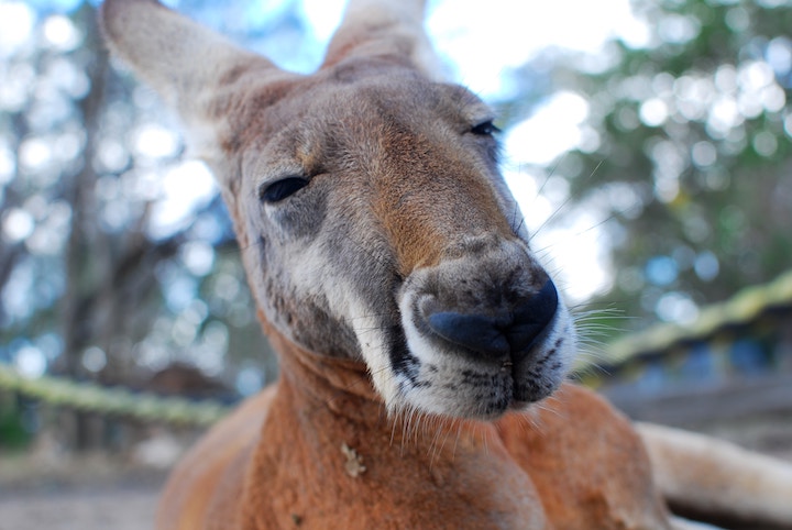 Kangaroo Spiritual Meaning