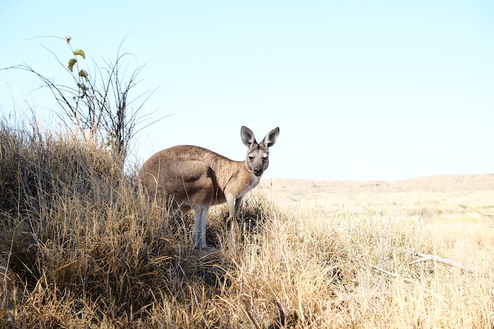 Kangaroo Spiritual Meaning