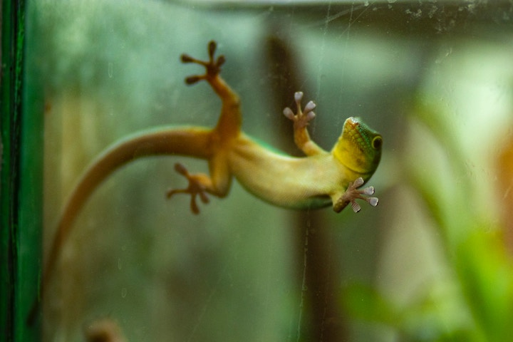 Salamander Spiritual Meaning