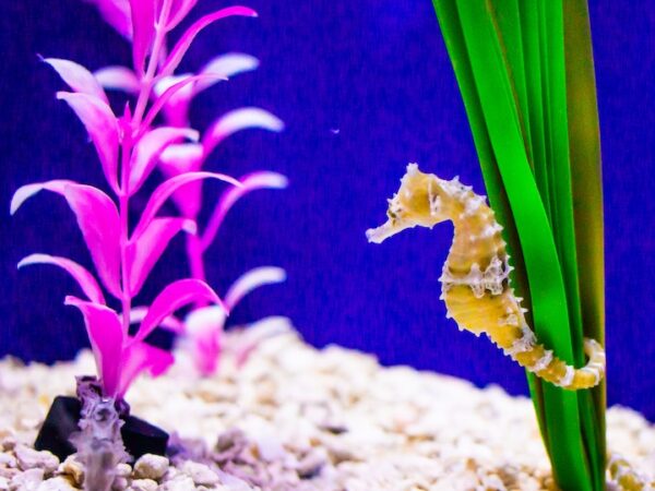 Seahorse Dream Meaning: Whispering Waves of Night Magic