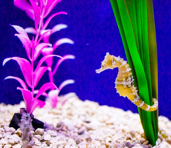 Seahorse Dream Meaning