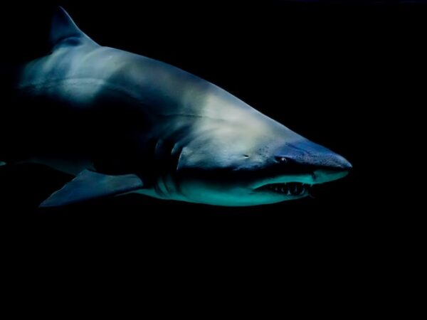 Shark Spiritual Meaning: Navigating the Waters of Wisdom