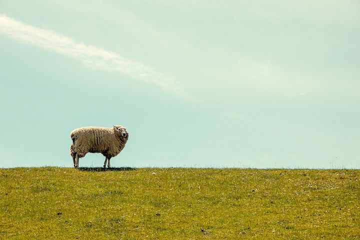 Sheep In Dreams