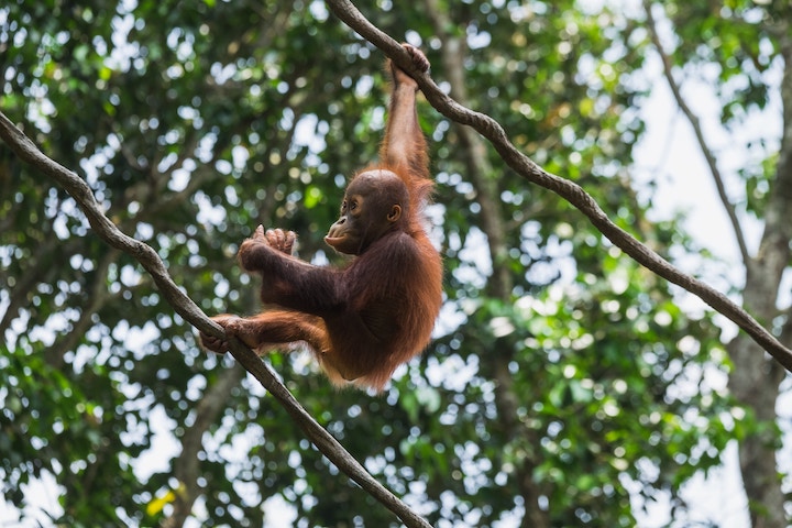Orangutan Spiritual Meaning