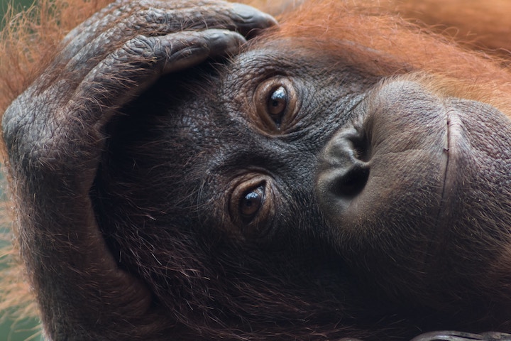 Orangutan Spiritual Meaning