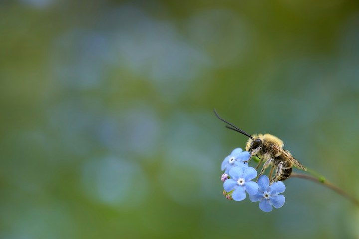 Bee In Dreams