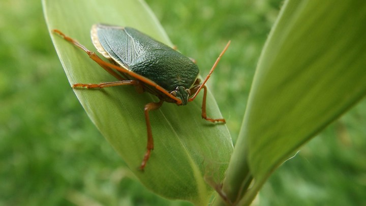 Beetle Spiritual Meaning