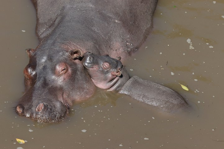 hippo spiritual meaning