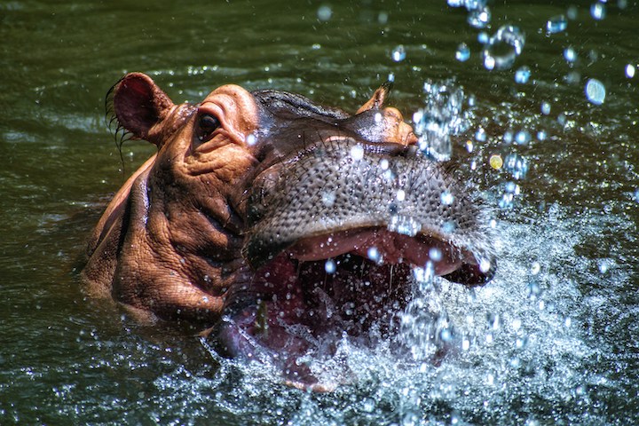hippo spiritual meaning