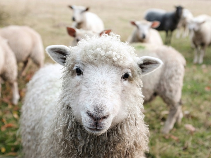 Lamb Spiritual Meaning