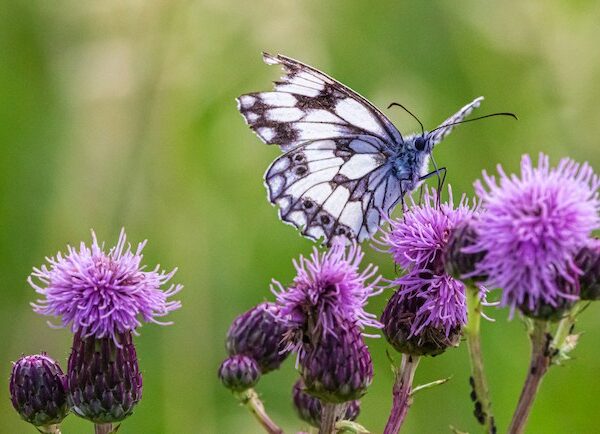 Basic Purple Butterfly In Dreams Interpretations