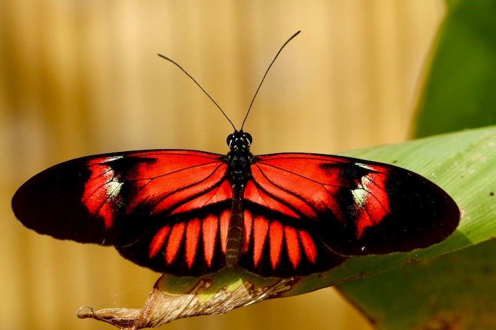 Red Butterfly In Dreams