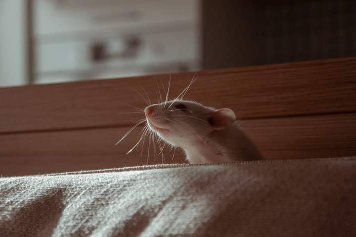 White Mouse In Dreams